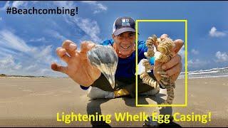 #Beachcombing - Lightening Whelk Egg Casing