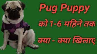 Pug puppy ko 6 months tk kya khilaye?/ What to feed pug puppy?