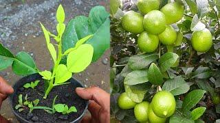 Best way grow lemon cuttings in just 30 days