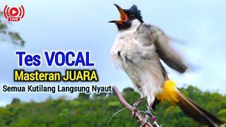 Suara pikat Burung Kutilang Gacor Terbaru