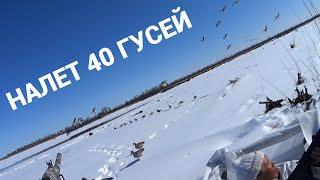 ЧАСТЬ 1. СУПЕР ОХОТА НА ГУСЯ В ЯКУТИИ 2022. Goose hunting in Yakutia. Part 1.