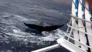 OMG Whale Encounter! | Pride of Maui