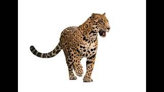 Jaguar sound effect