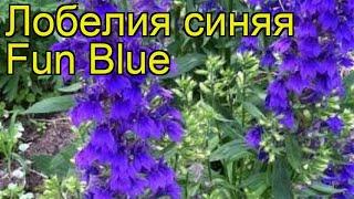 Лобелия синяя (Fun Blue). Краткий обзор: Лобелия синяя описание характеристик, где купить саженцы