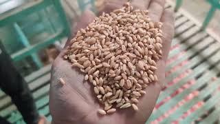 (BÚHLER) wheat cleaning  grading & sorting plant.