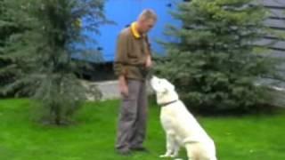 Clicker Obedience training.(Central Asian Shepherd Dog)