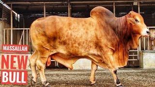 Biggest Cow Farm in Bangladesh | Sadeeq Agro Cattle Farm 2021 | Big big cow 2021