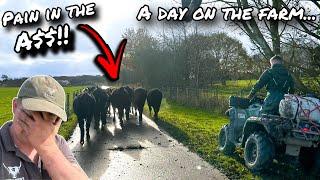 THE BULL'S GONE BAD!!!... I FALL OUT WITH SOME COWS!!