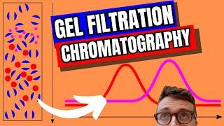GEL FILTRATION CHROMATOGRAPHY (Size Exclusion Chromatography OR Gel permeation chromatography)