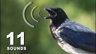 11 Crow Sounds & Calls