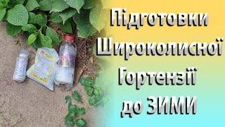 Підготовка Широколисної Гортензії до ЗИМИ. Осіннє Підживлення Широколисної Гортензії Восени