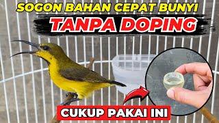 CARA ALAMI NAIKAN BIRAHI SOGONTANPA DOPING LEBIH AMAN & RAJIN BUNYI