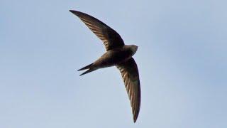 Common Swift Call | Sounds of Summer