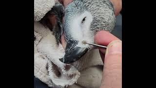 Rhinolith African Grey Parrot Nose Picking