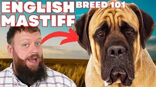 Biggest Dog In The World! The English Mastiff