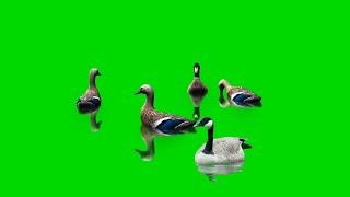 duck swimming Green screen effects -BiRDs&tEcHNicAl