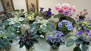 African Violets & Other Gesneriads - February 2025 - Part 2 + New Potting Mix Update