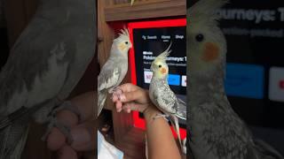 Unboxing of New Cockatiel Birds Hand Tamed Parrot #parrot