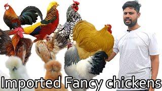 Our Farm Tour ||Sam Fancy Chicken || Chennai Imported Fancy Chicken || Tamil Vlog