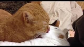 ASMR Cat Licking Another Cat’s Ear for 10 Minutes (Looped) ENHANCED AUDIO!