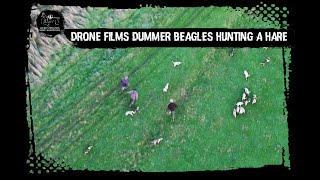 Drone films Dummer Beagles hunting a hare