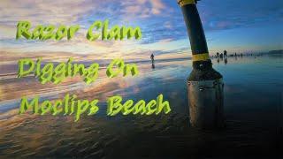 Razor Clam Digging On Moclips Beach, Washington