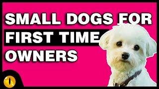 TOP 10 SMALL DOGS FOR FIRST TIME OWNERS