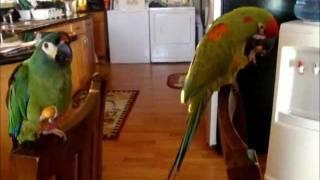 Illiger and Red Fronted Macaw eating Palm Nuts