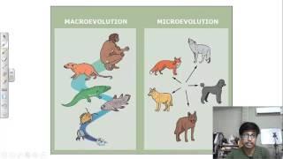 Microevolution vs macroevolution