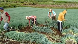 dan ini yang terjadi .. | budidaya bawang daun