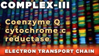 Coenzyme Q  cytochrome c reductase |  Complex III