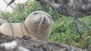 Eel Stuck  by Mitch Elrod