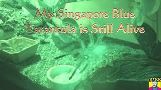 My Singapore Blue Tarantula is Still Alive; Have Not Seen Him in a While