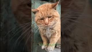 kucing lucu ngomong katanya gak mau balik sama mantan  ngakak