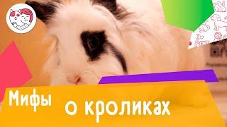 5 популярных мифов о кроликах