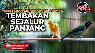 Cucak Cungkok Super Volume Pecah Kristal Vs Kenari Isian Sejalur Panjang Masteran Burung Mewah