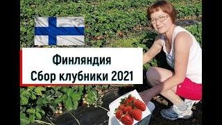 Татьяна. Финляндия. Сбор клубники 2021. Чуть не опоздали! Вкусный способ заготовки ягод на зиму