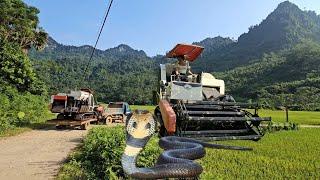 The driver and the girl drive the truck to pull an agricultural machine to harvest the rice.