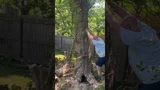 Tree Felling Fail Smashes Neighbor's Fence