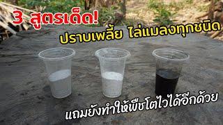 แชร์ 3 สูตรเด็ด! ปราบเพลี้ย ไล่แมลงศัตรูพืชได้ทุกชนิด แถมยังทำให้ดินดีและทำให้ต้นไม้โตไวอีกต่างหาก