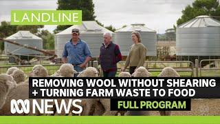 Removing wool from sheep without shearing + a sustainable food business from farm waste | Landline