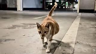 A pregnant stray cat drags its body towards passersby, seeking a safe haven for its unborn kittens.