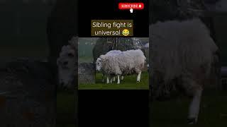 Most viral video ... Crazy scary dramatic Swiss sheep fight #shorts #youtubeshorts #animals #sheep 