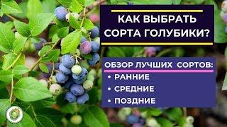 Как выбрать сорт голубики для посадки//Обзор лучших сортов голубики - ранние, средние, поздние