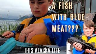 CATCHING AND EATING A FISH WITH BLUE MEAT | THIS ALASKA LIFE | ROCK FISHING IN SELDOVIA, ALASKA
