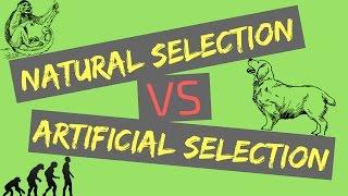 Natural Selection vs Artificial Selection | Mechanisms of Evolution