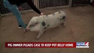 Moore City council seeks compromise to let viral pig stay