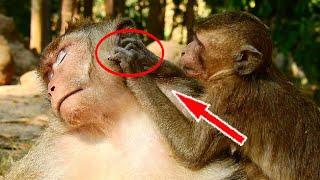 Greatest Big King Mak Monkey Got Best Grooming From Adorable Young Monkey