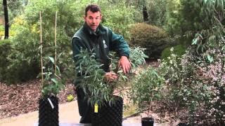 Selecting your eucalypt - Eucalypts for your home garden