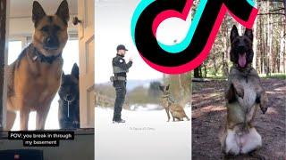 Most Dangerous Malinois TikTok Compilation | Dogs Of TikTok